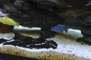 Fish in Aquarium