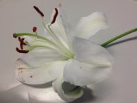Oriental Lily in science class