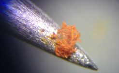 Microscope photo of pollen on pin